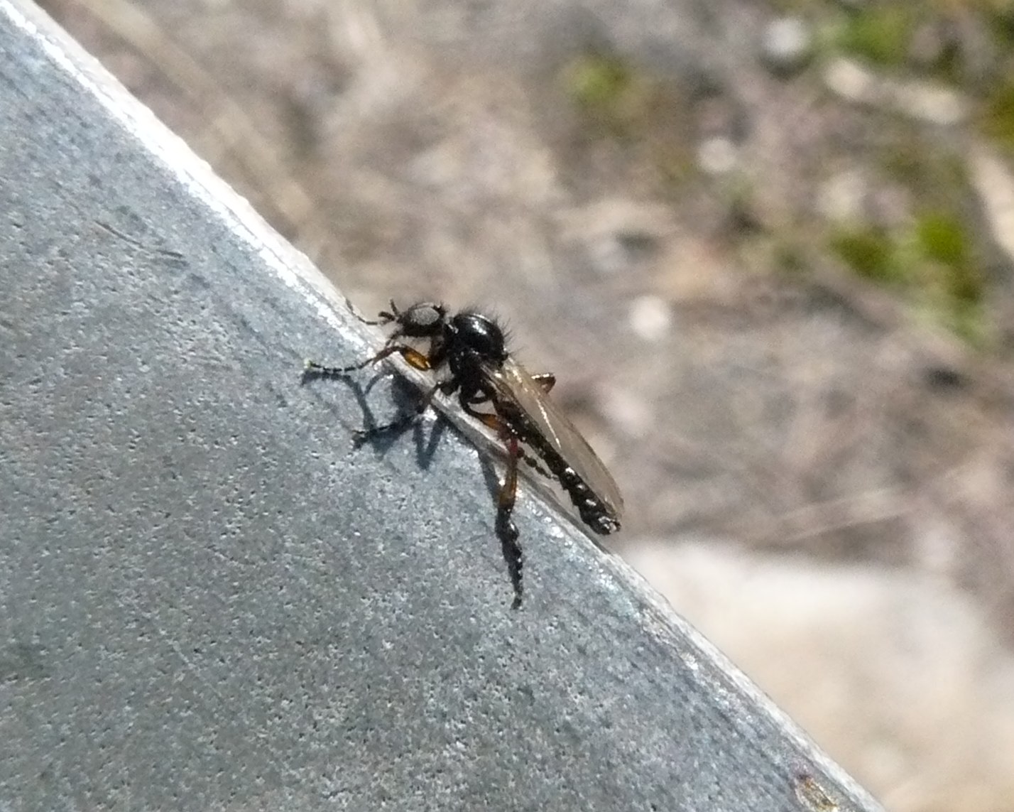 Bibionidae maschio