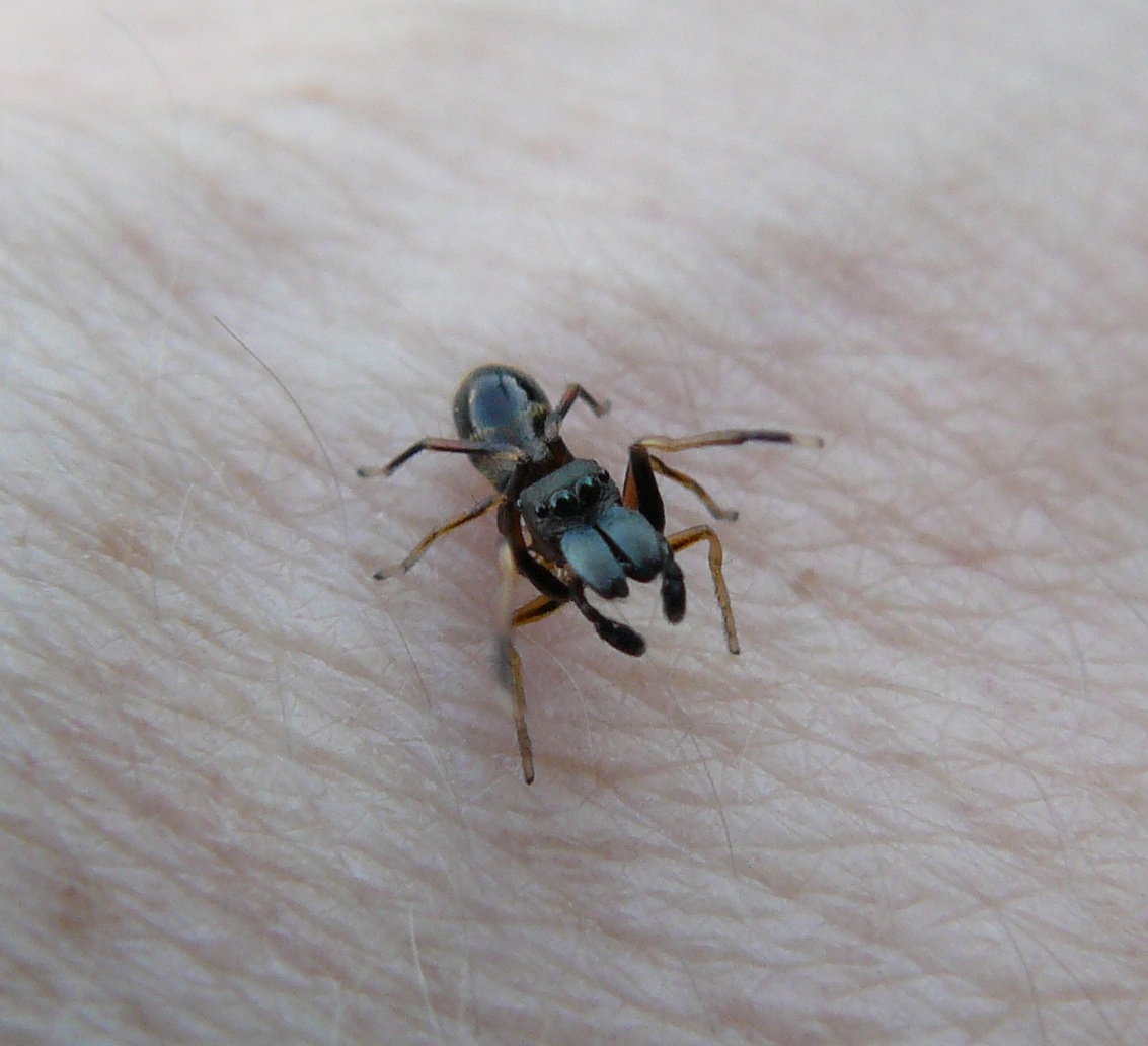 Salticidae, Myrmarachne formicaria maschio