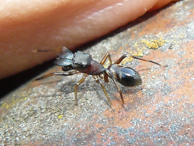 Salticidae, Myrmarachne formicaria maschio