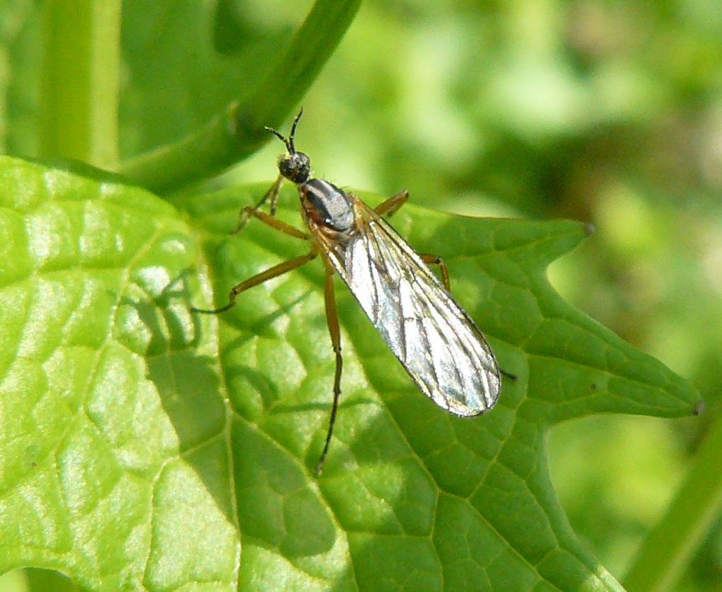 Empididae - Palude Brabbia VA