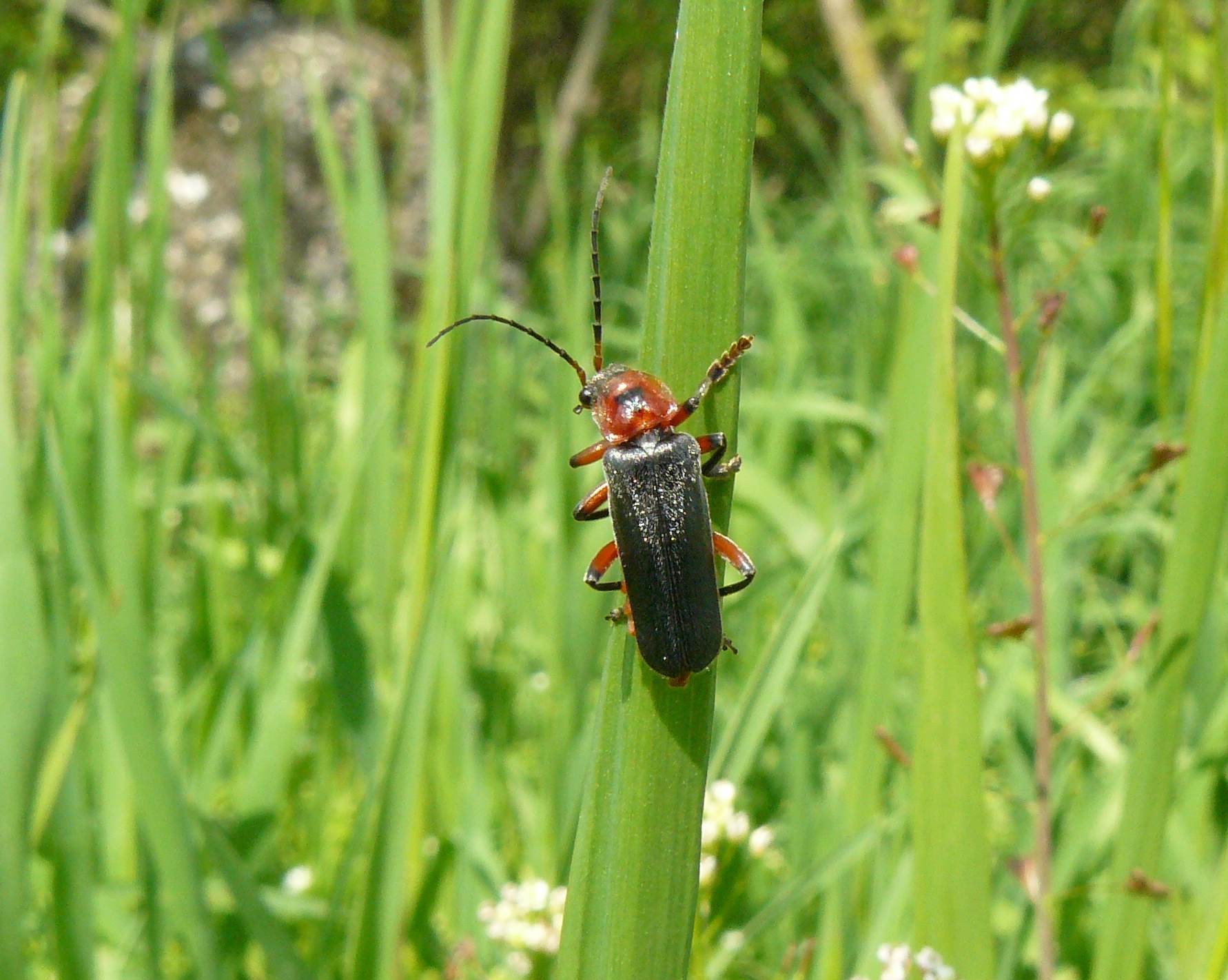 Cantharidae - Parco del Ticino MI - Cantharis rustica