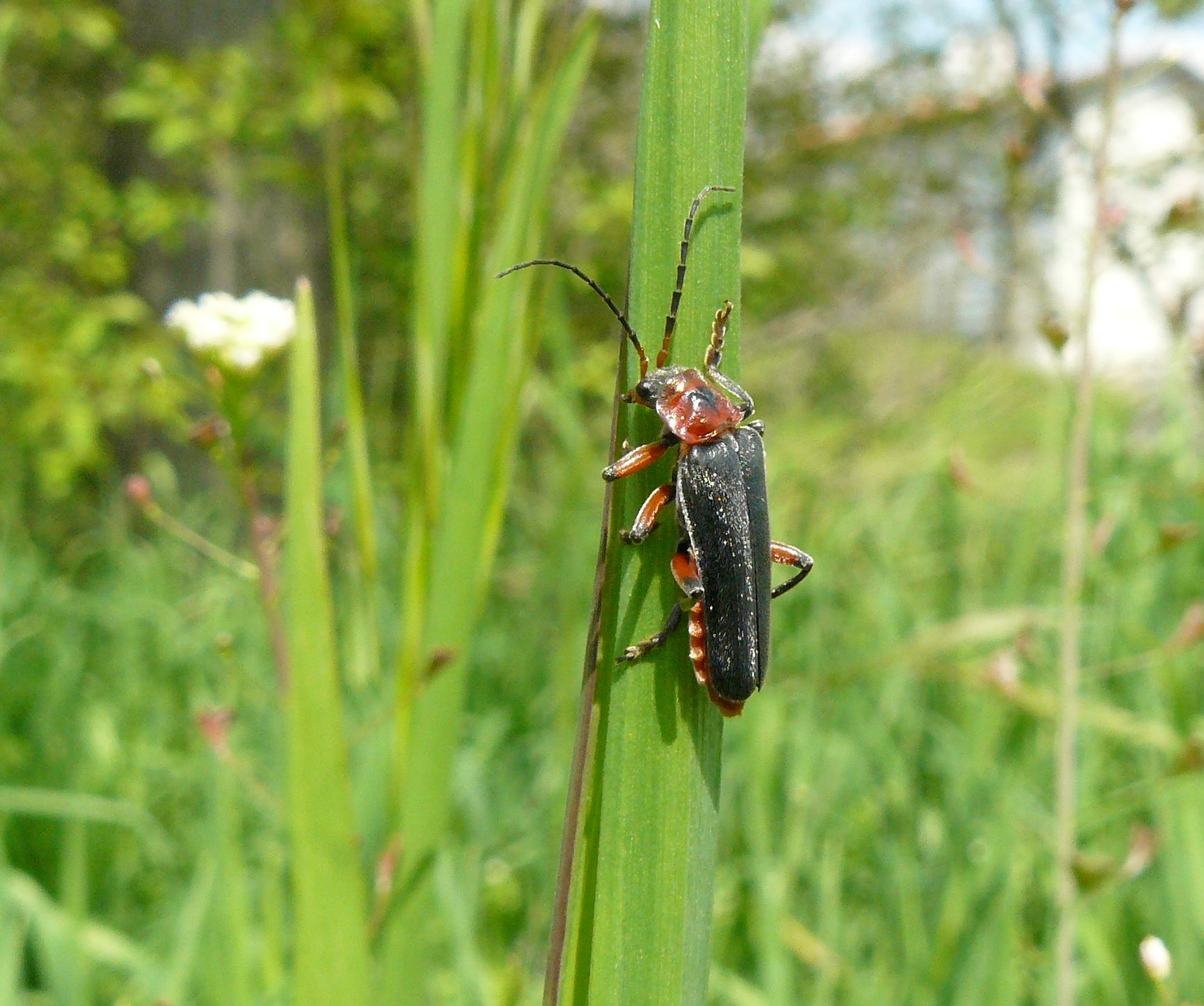 Cantharidae - Parco del Ticino MI - Cantharis rustica