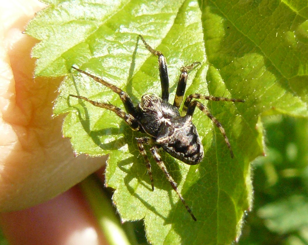 Gibbaranea biturbercolata - Turbigo (MI)