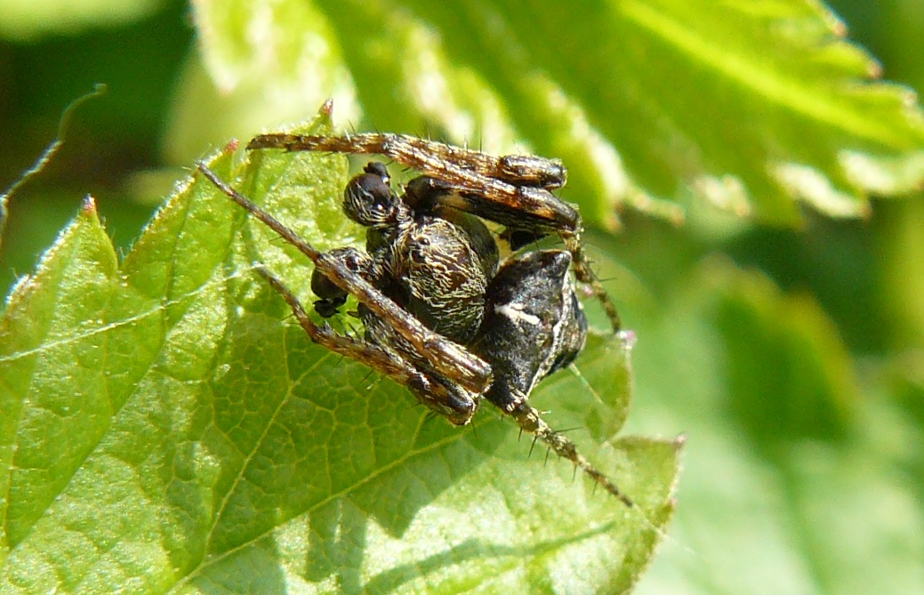 Gibbaranea biturbercolata - Turbigo (MI)