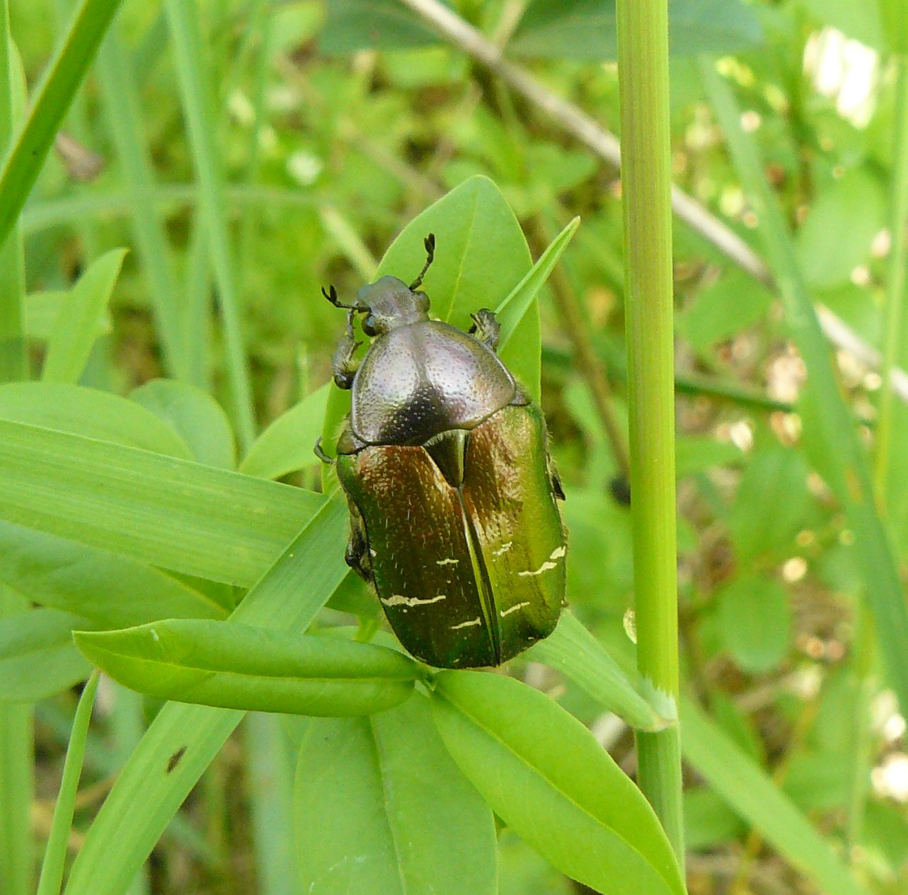 Cetonia aurata ?   S !