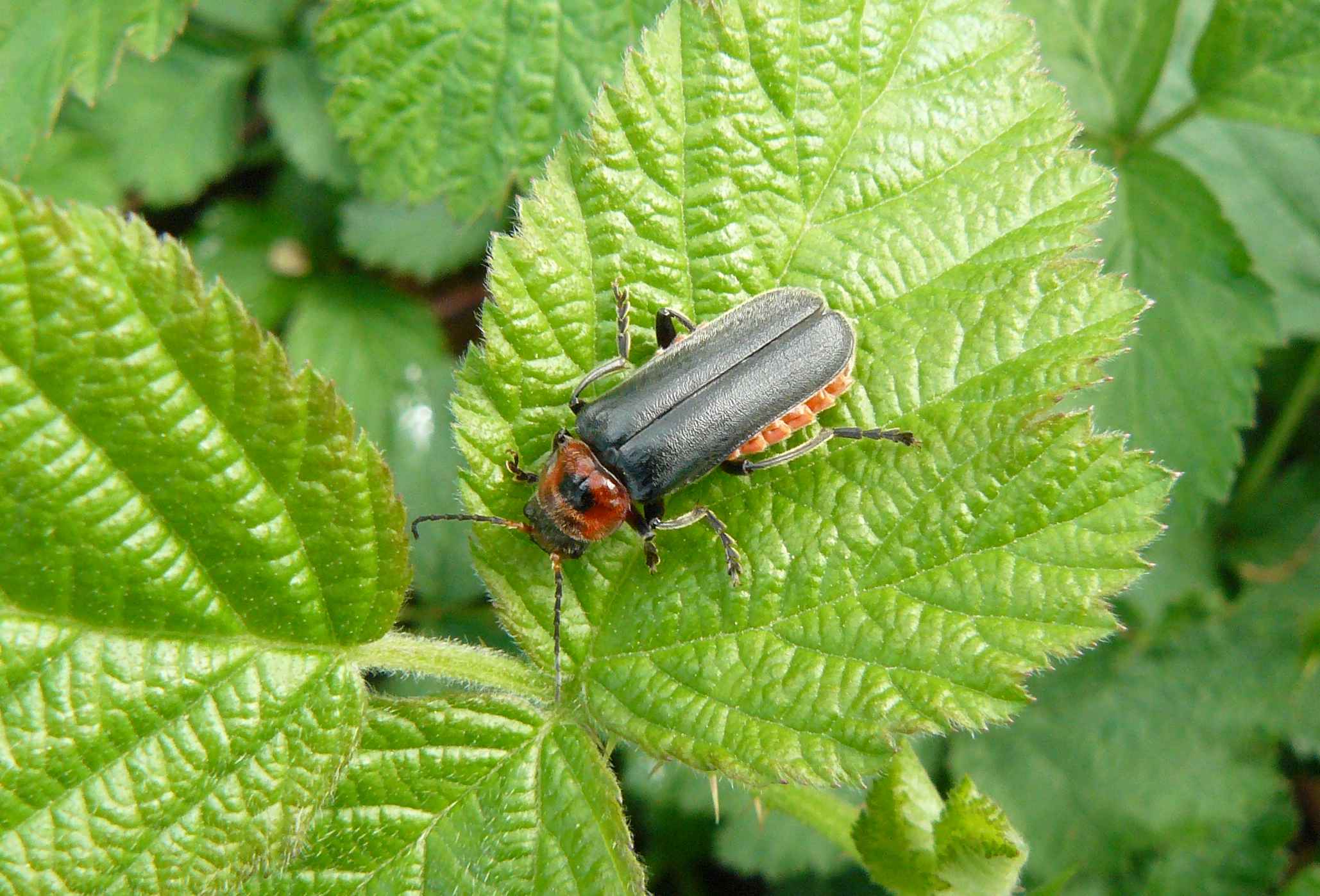 Cantharidae - Parco del Ticino MI - Cantharis rustica