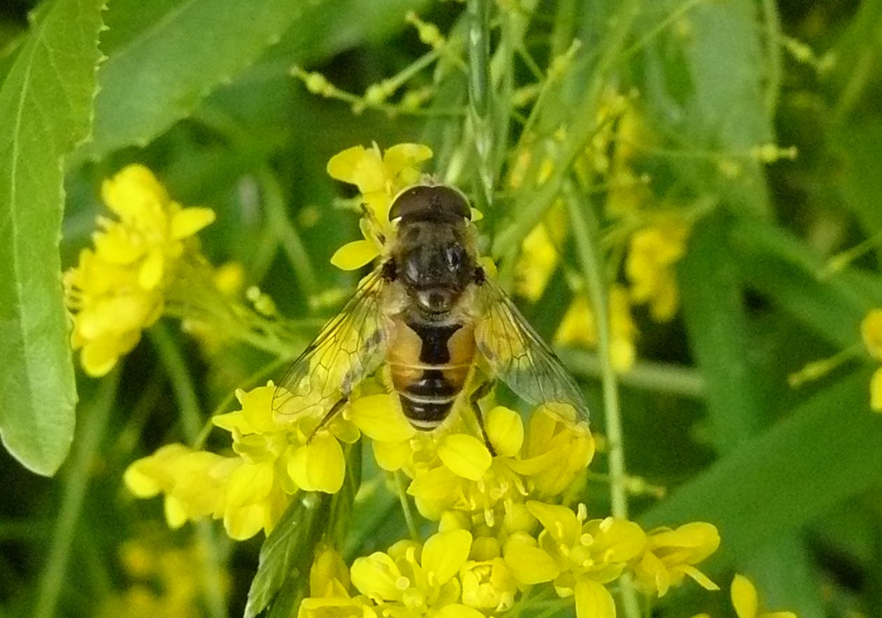 Eristalis arbustorum ?