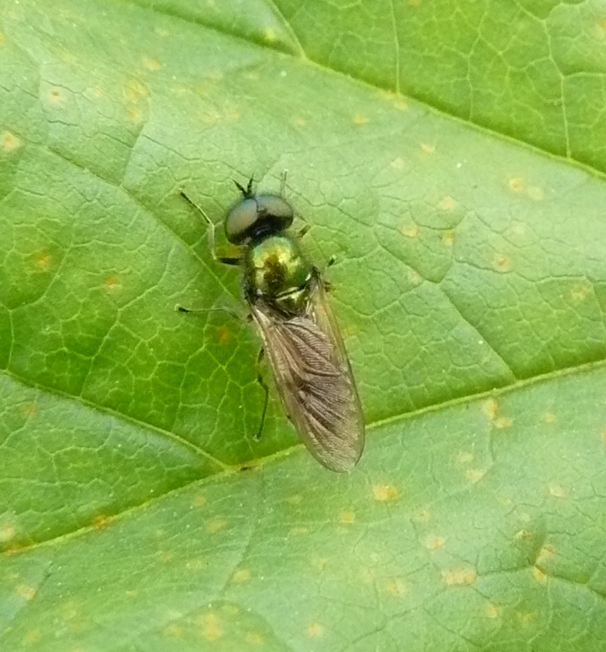 maschio di Chloromyia formosa - Milano