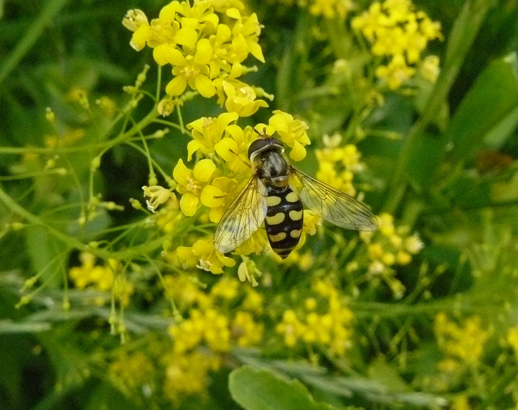 Eupeodes luniger ? - Milano