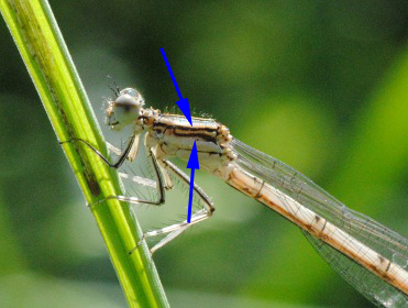 Id.: Platycnemis pennipes