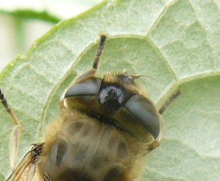 Eristalis sp?