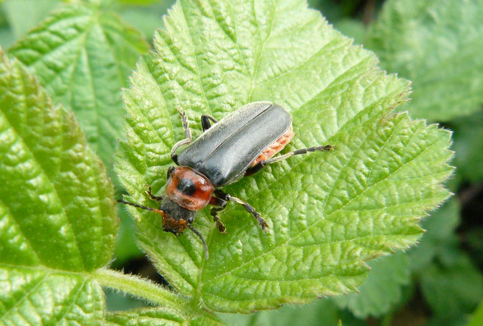 Cantharidae - Parco del Ticino MI - Cantharis rustica