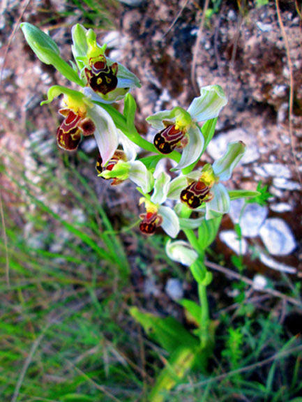 Ophrys apifera