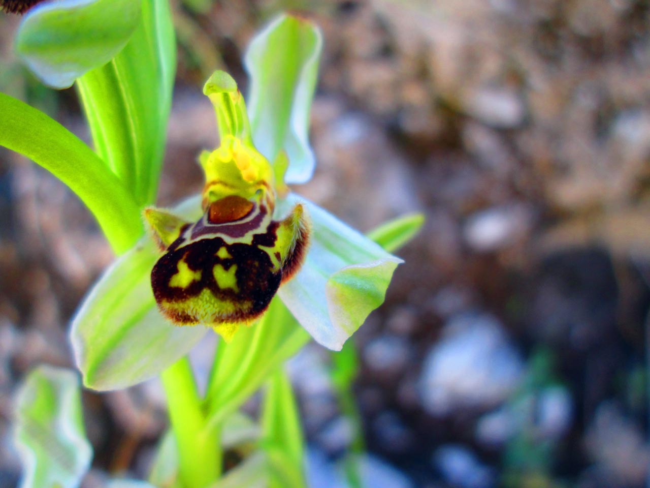 Ophrys apifera