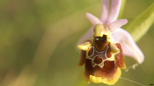 Ophrys apulica