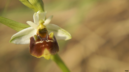 Ophrys apulica