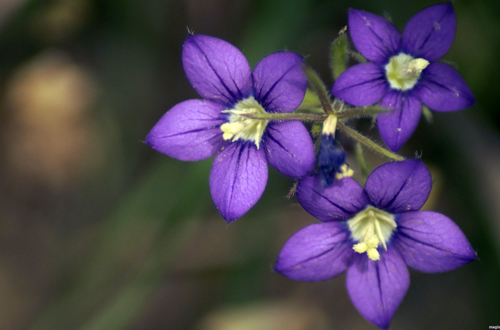 Legousia speculum-veneris