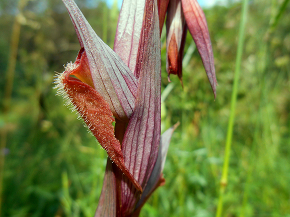 Serapias vomeracea