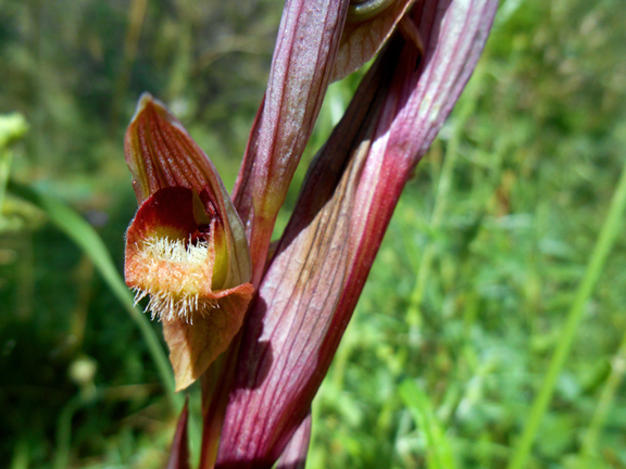 Serapias vomeracea