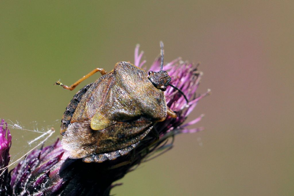 Pentatomide svizzero: Carpocoris melanocerus