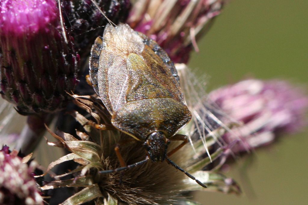 Pentatomide svizzero: Carpocoris melanocerus