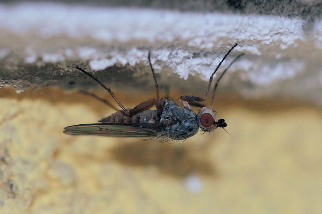 Heleomyzidae da id