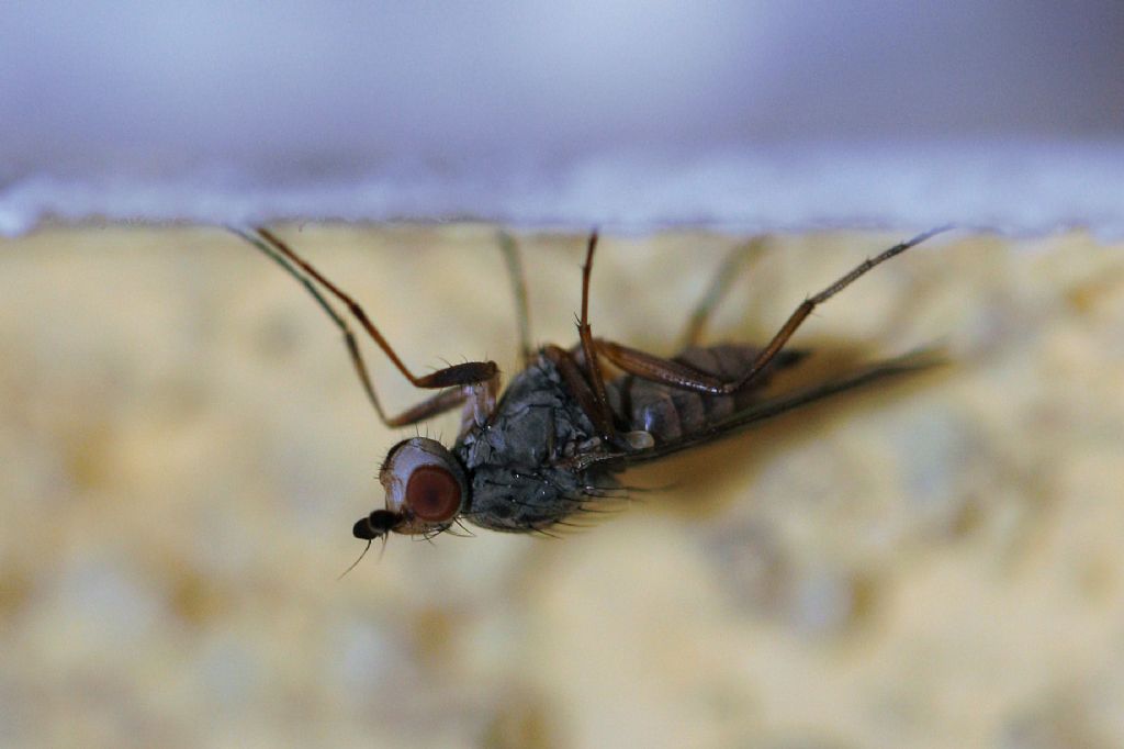 Heleomyzidae da id