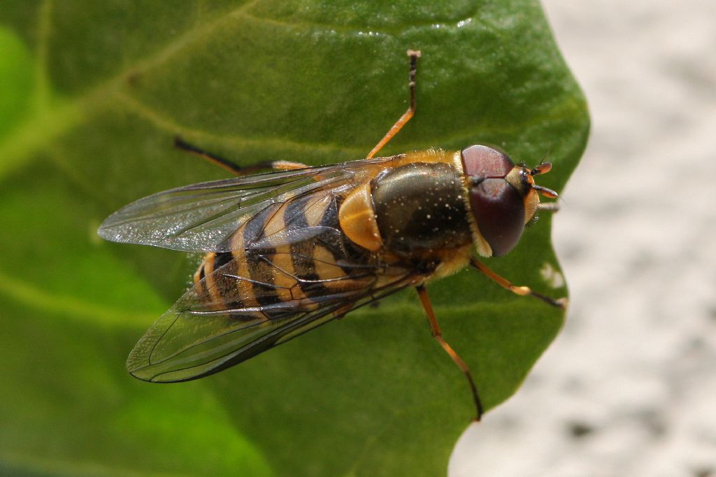 Maschio di Syrphus sp.