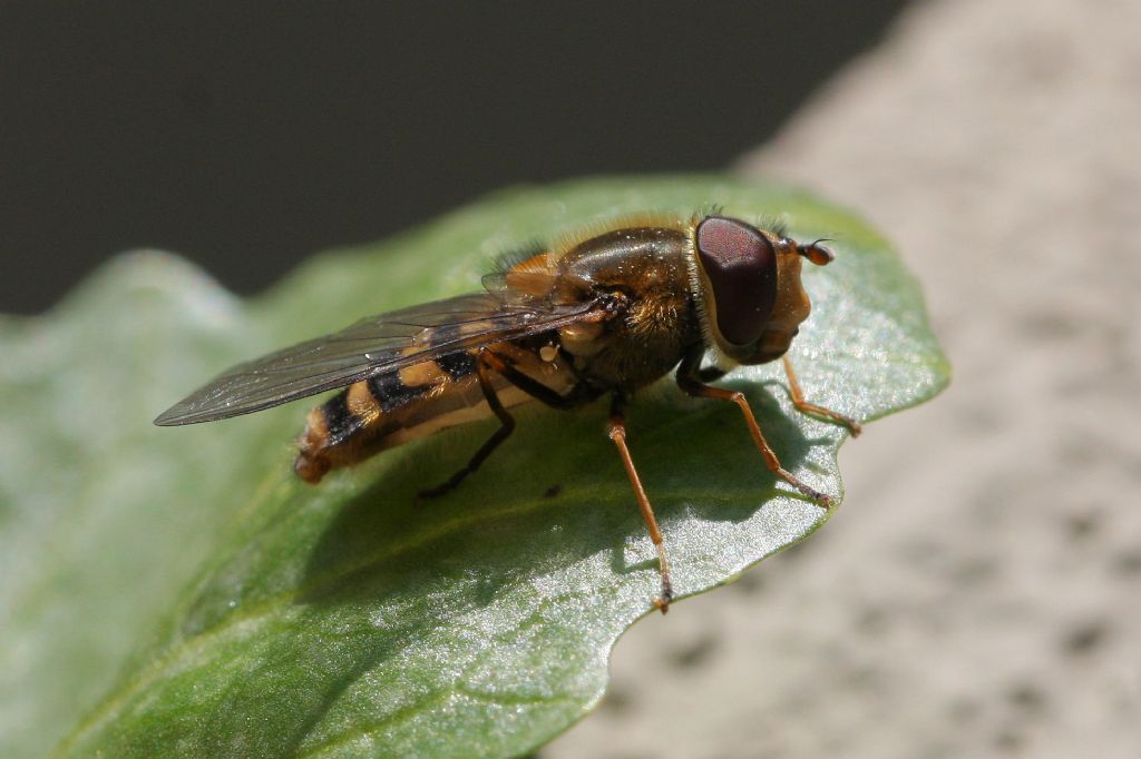 Maschio di Syrphus sp.