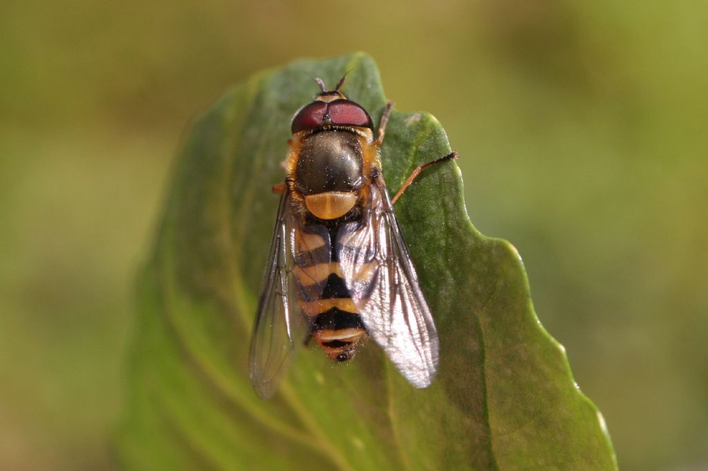 Maschio di Syrphus sp.