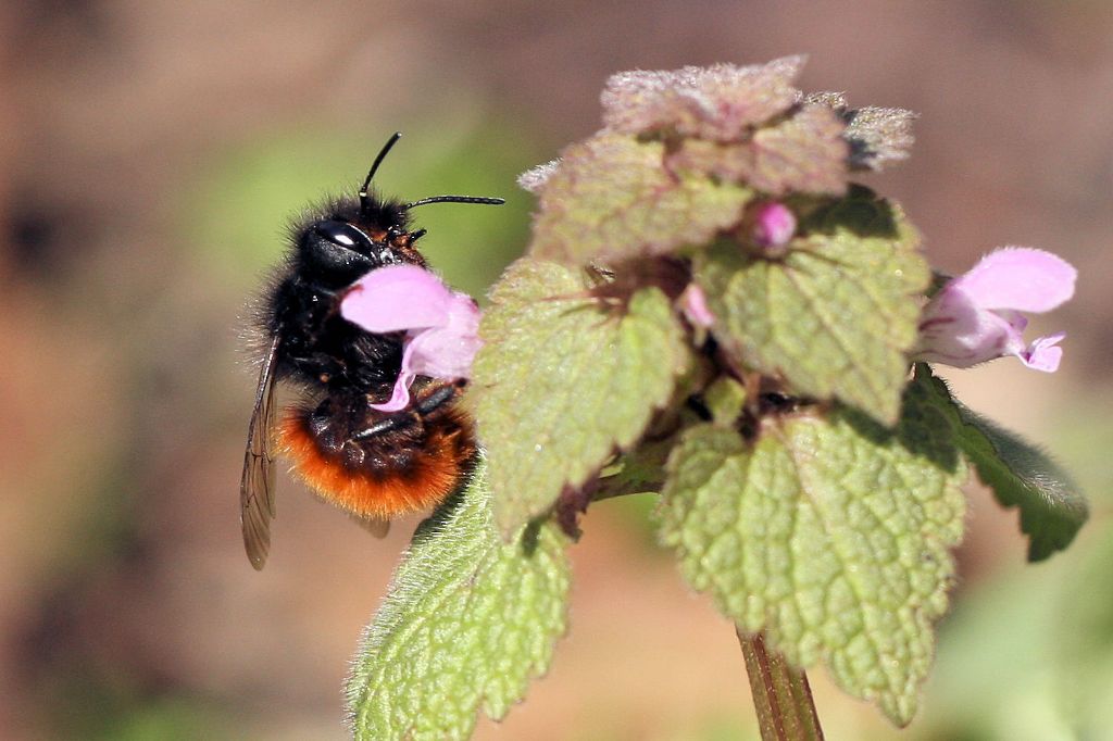 Osmia cornuta