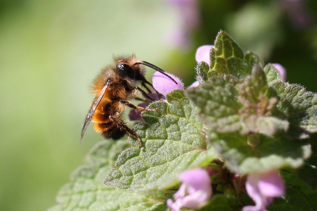 Apidae Megachilinae: Osmia sp.