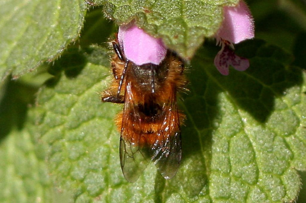 Apidae Megachilinae: Osmia sp.