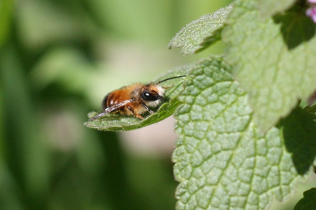 Apidae Megachilinae: Osmia sp.