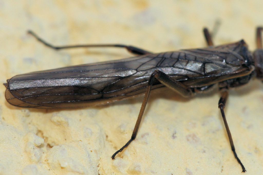 Taeniopterygidae ?  S, Brachyptera risi