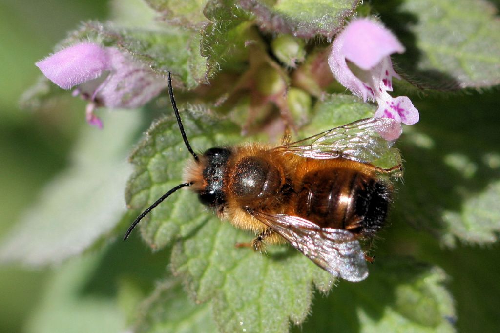 Apidae Megachilinae: Osmia sp.