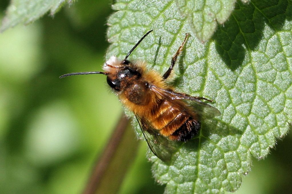 Apidae Megachilinae: Osmia sp.