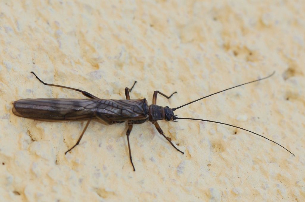 Taeniopterygidae ?  S, Brachyptera risi