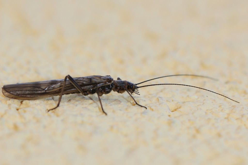 Taeniopterygidae ?  S, Brachyptera risi