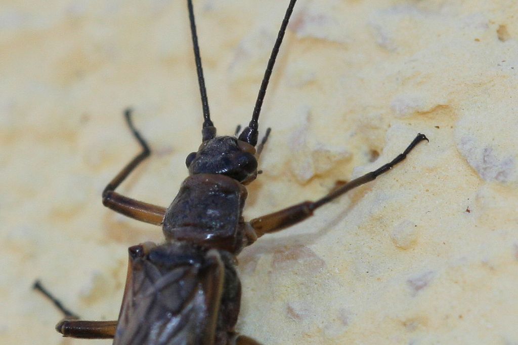 Taeniopterygidae ?  S, Brachyptera risi