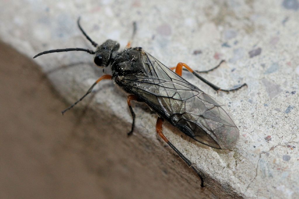 Tenthredinidae: Dolerus puncticollis?