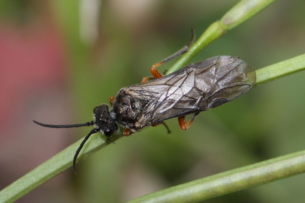 Tenthredinidae: Dolerus puncticollis?