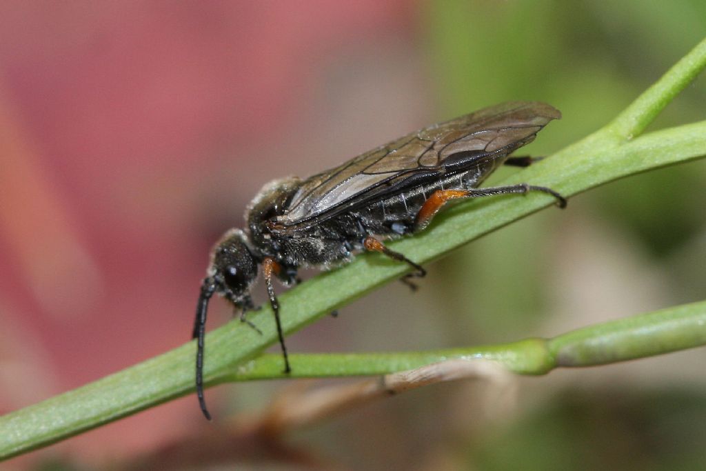 Tenthredinidae: Dolerus puncticollis?