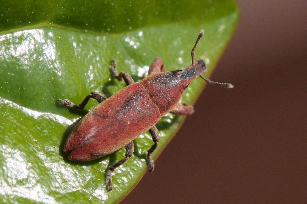 Lixus angustus - Curculionidae