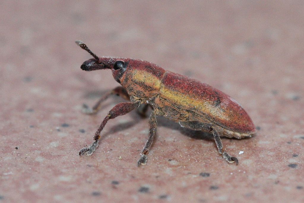 Lixus angustus - Curculionidae