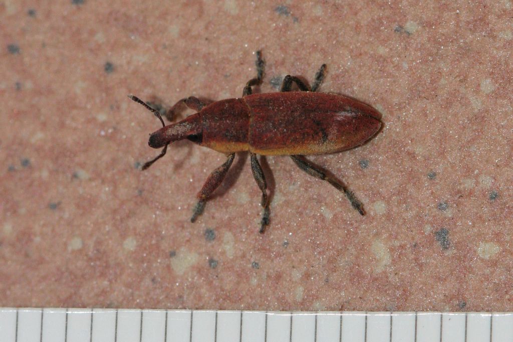 Lixus angustus - Curculionidae