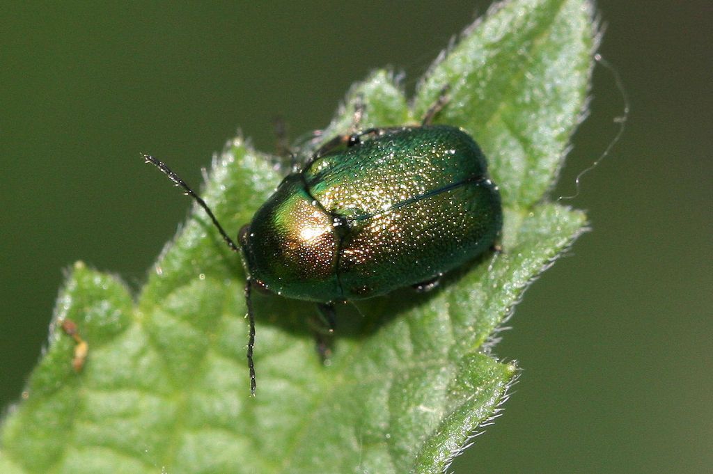 Cryptocephalus sp. ?