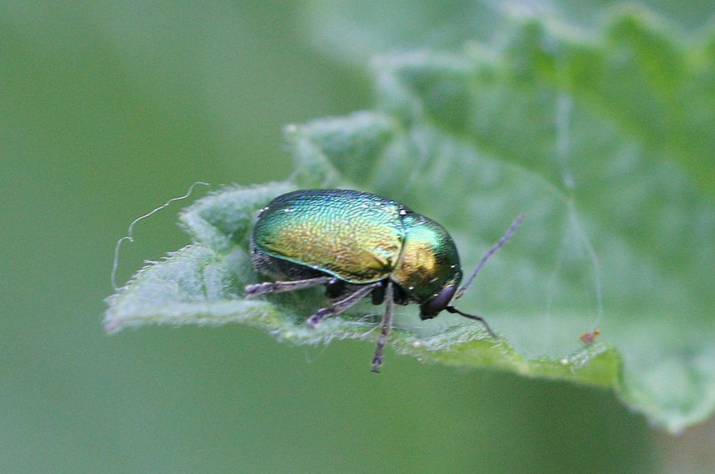 Cryptocephalus sp. ?