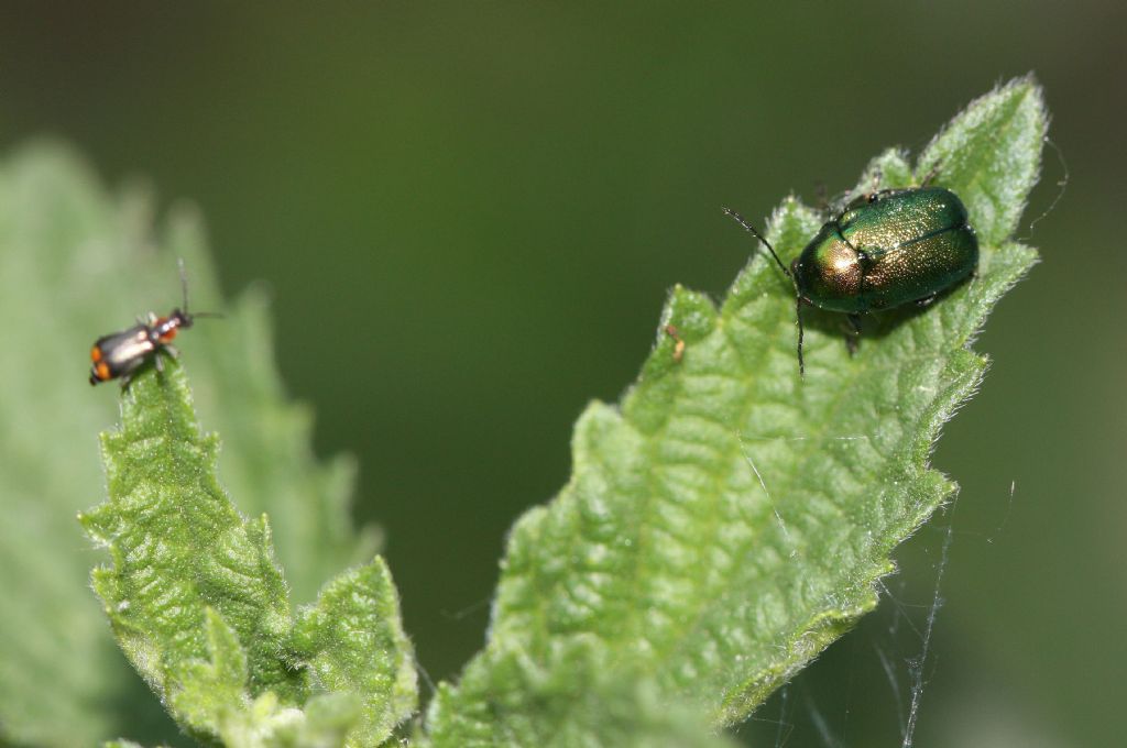 Cryptocephalus sp. ?