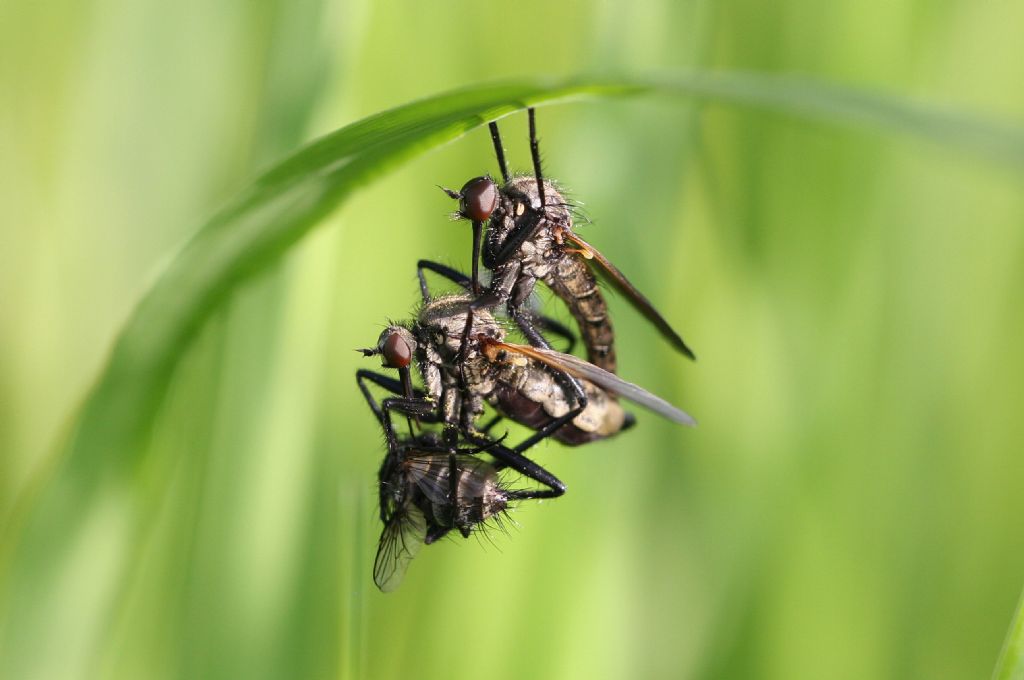 Empididae? Regalo di nozze